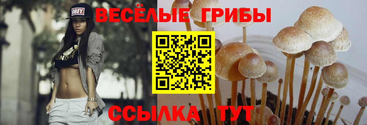 Псилоцибиновые грибы прущие грибы  хочу наркоту  Великий Новгород  Галлюциногенные грибы GOLDEN TEACHER  Вход с VPN 